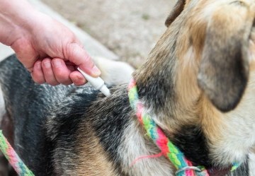 Quali sono i migliori antiparassitari per cani?